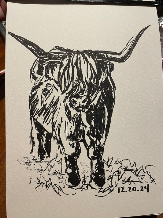 Highland Cattle ii